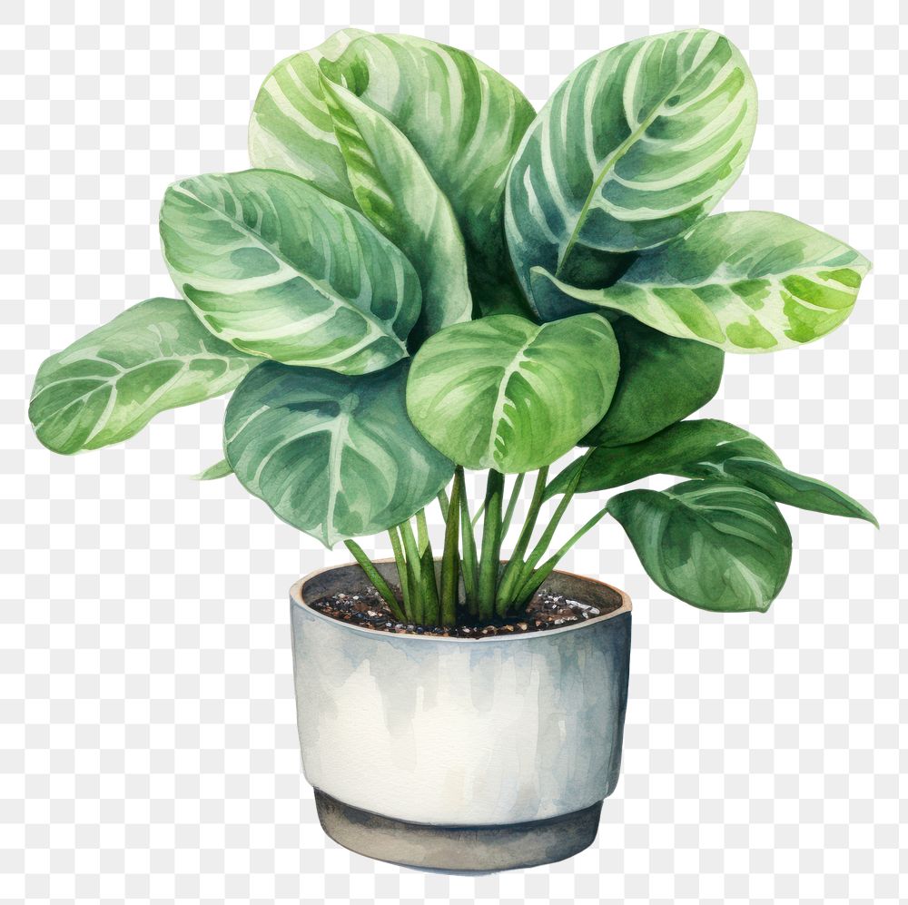 PNG Plant leaf vase xanthosoma. 