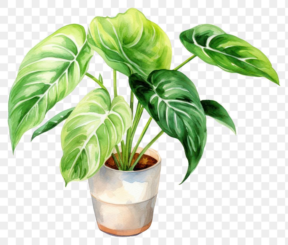 PNG Houseplant leaf creativity freshness. AI generated Image by rawpixel.