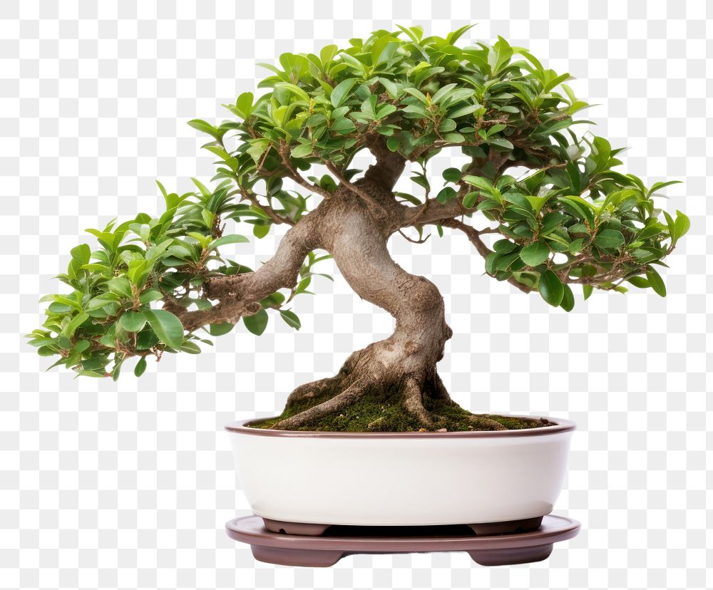 PNG Potted plant bonsai tree white background. AI generated Image by rawpixel.