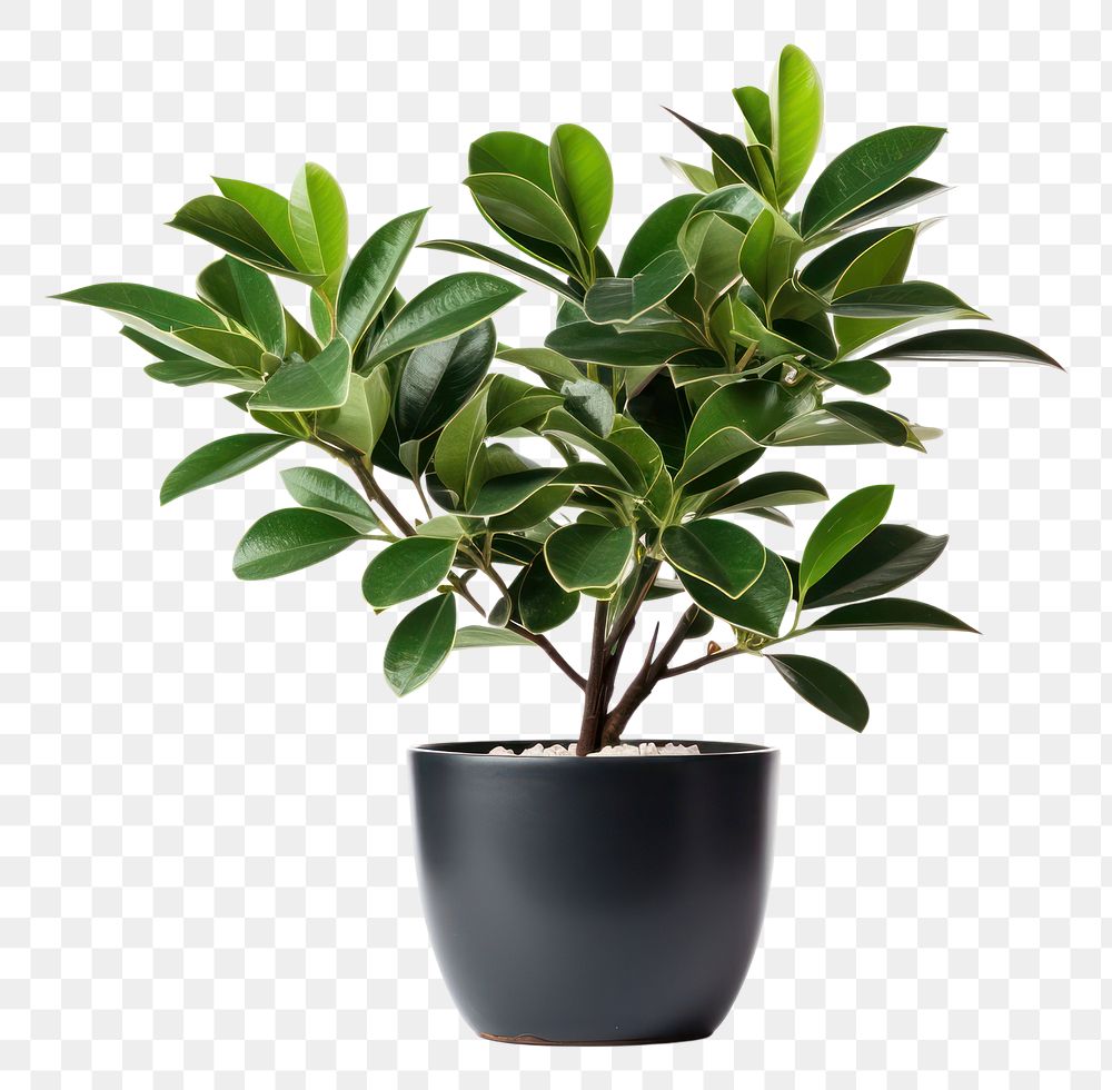 PNG Potted plant bonsai leaf tree. 