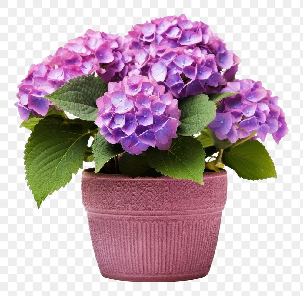 PNG Flower hydrangea plant white background. AI generated Image by rawpixel.