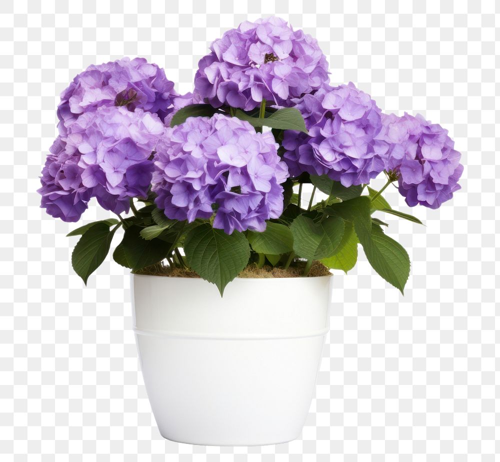 PNG Flower hydrangea plant lilac. AI generated Image by rawpixel.