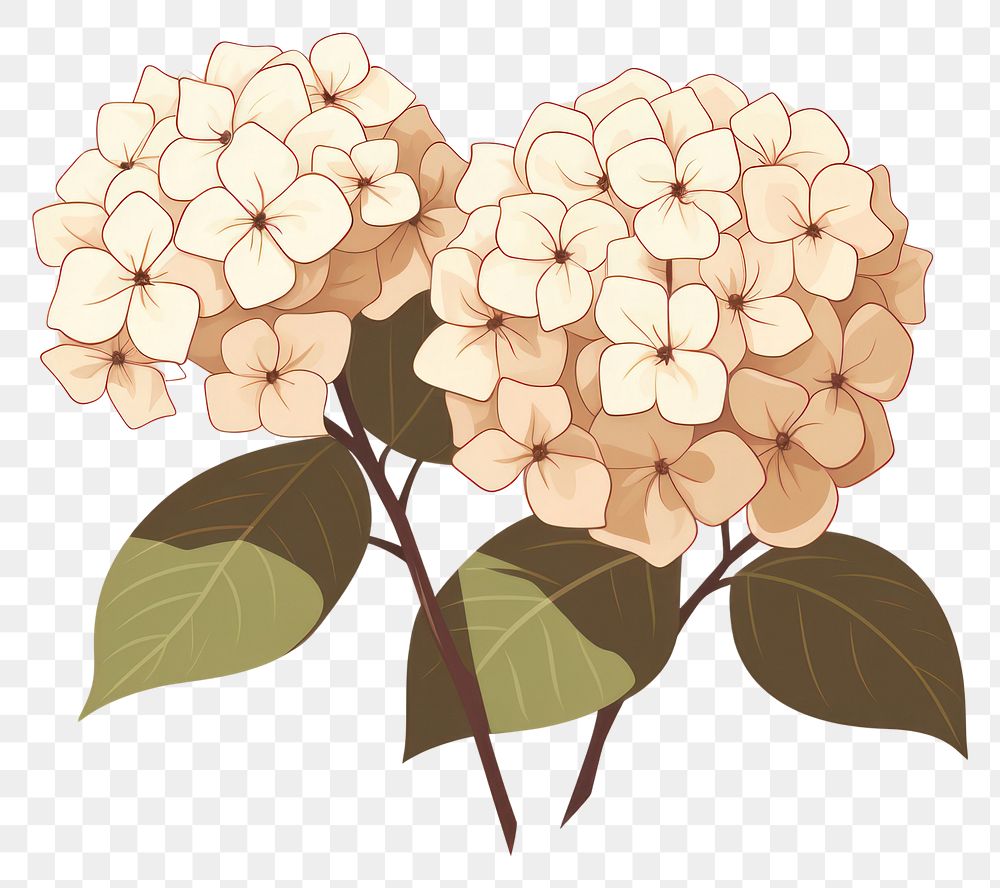 PNG Hydrangea hydrangea flower plant. AI generated Image by rawpixel.