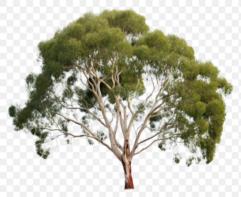 PNG Eucalyptus tree outdoors plant white background. AI generated Image by rawpixel.