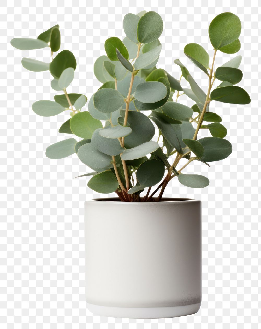PNG Eucalyptus plant vase leaf white background