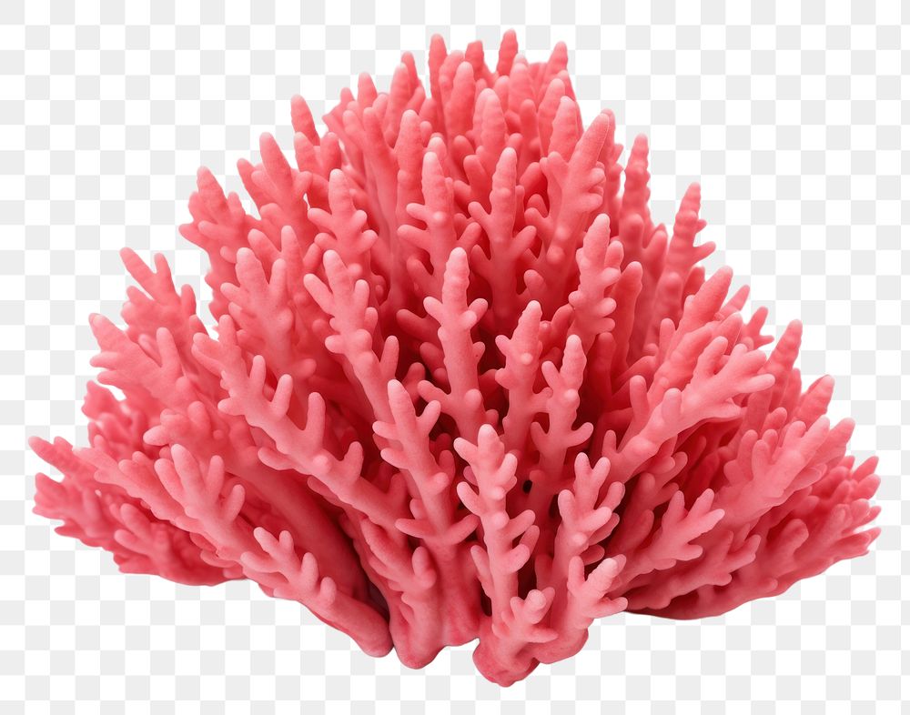 PNG Organ pipe coral nature plant white background. AI generated Image by rawpixel.