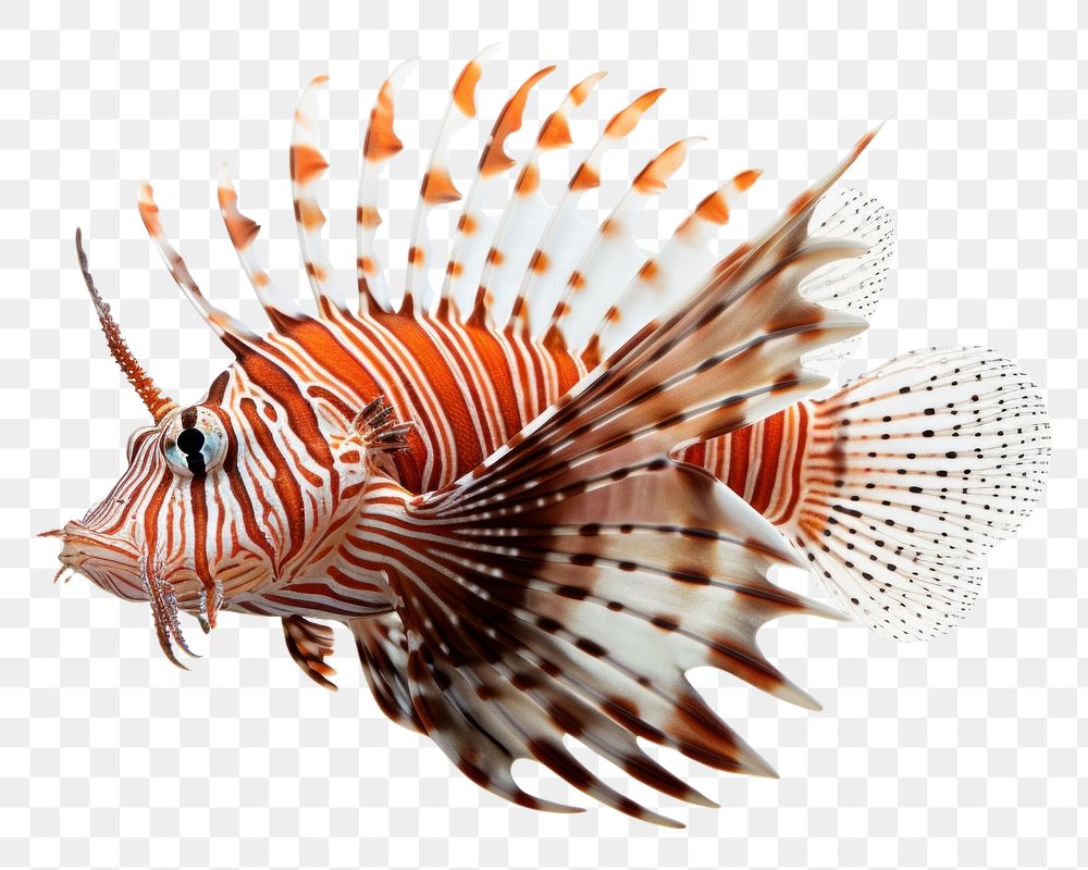 PNG Aquarium animal fish pomacentridae. AI generated Image by rawpixel.
