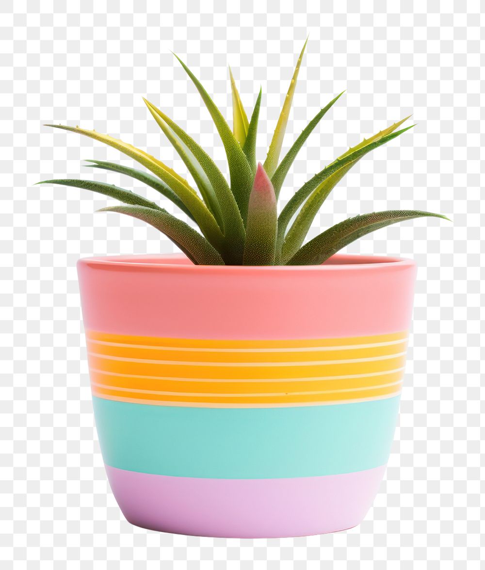 PNG Plant pot vase bromeliaceae. 