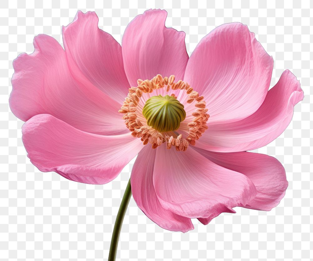 PNG Pink tipped anemone blossom flower petal