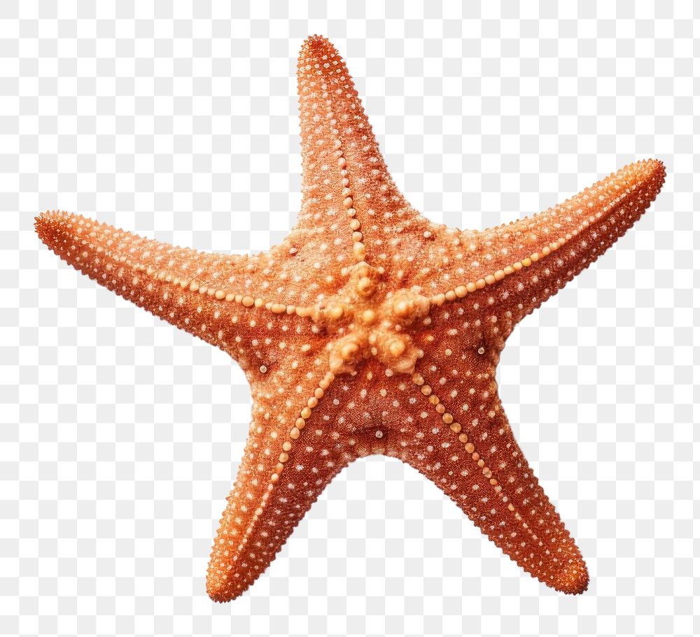 PNG Starfish white background invertebrate echinoderm. AI generated Image by rawpixel.