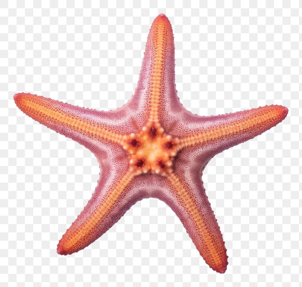 PNG Starfish animal sea white background. AI generated Image by rawpixel.