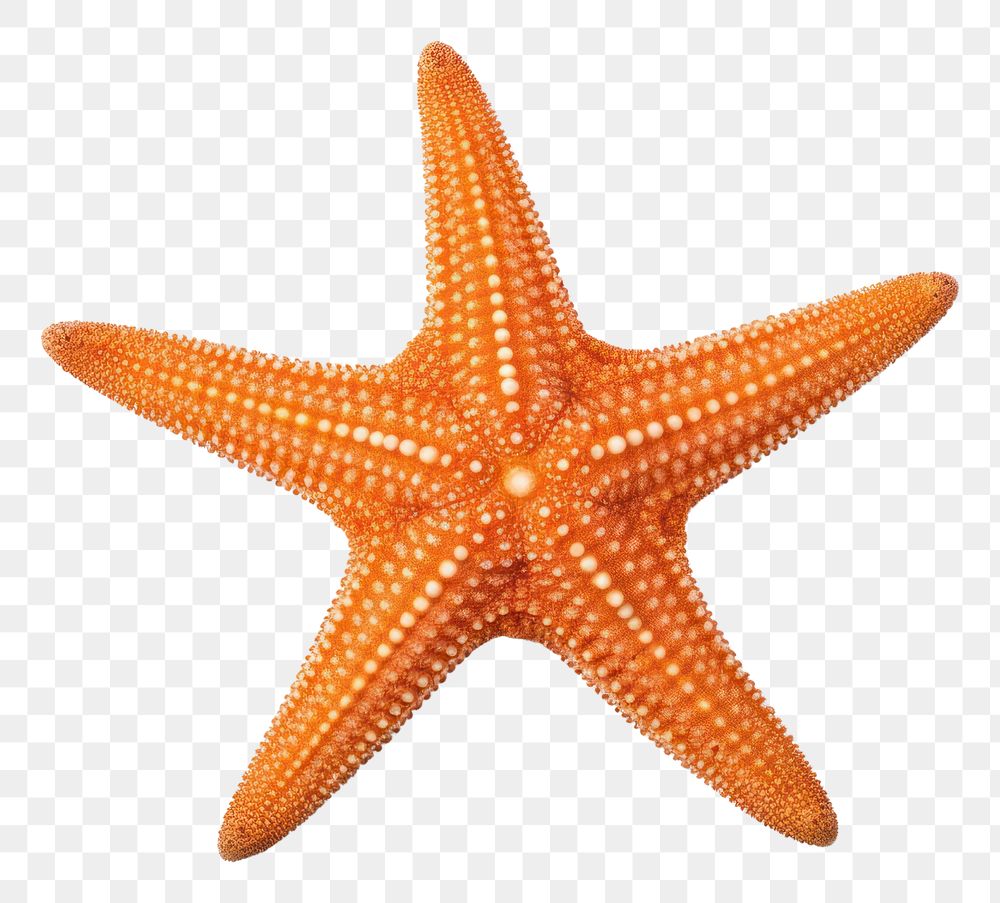 PNG Starfish animal sea white background. AI generated Image by rawpixel.