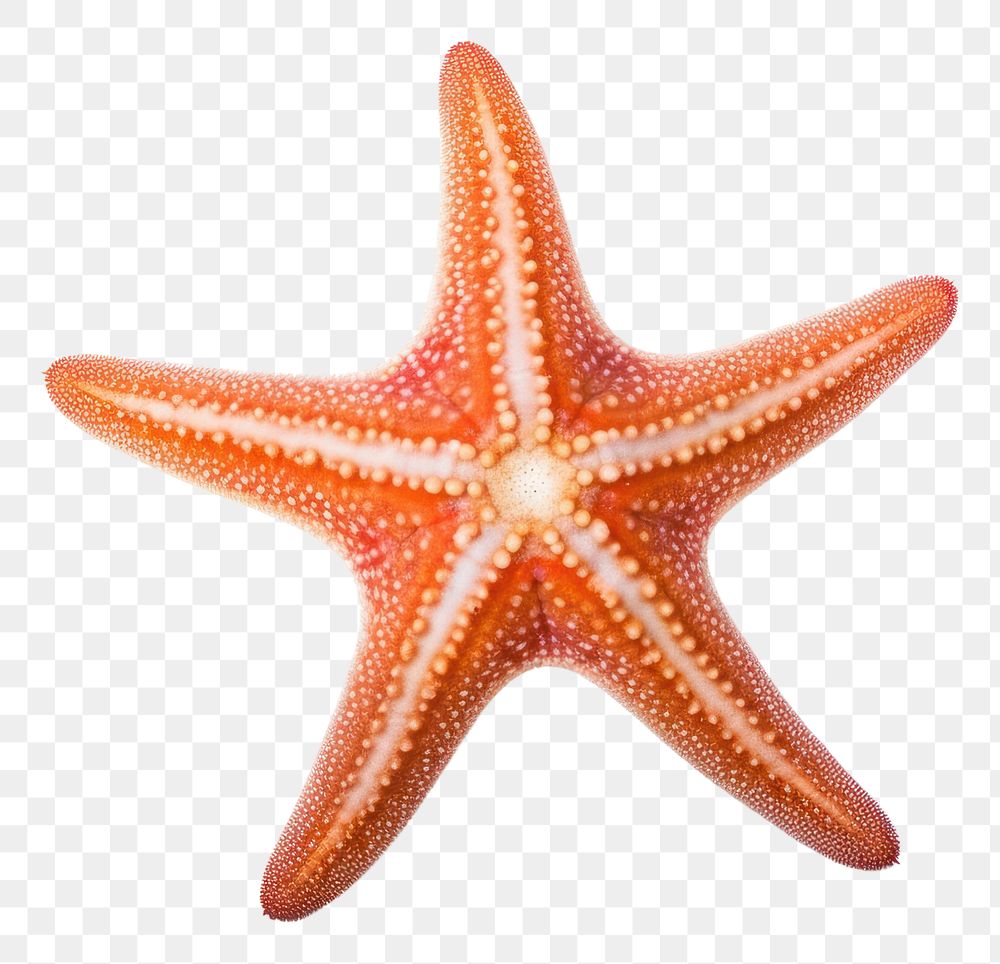 PNG Starfish animal sea white background