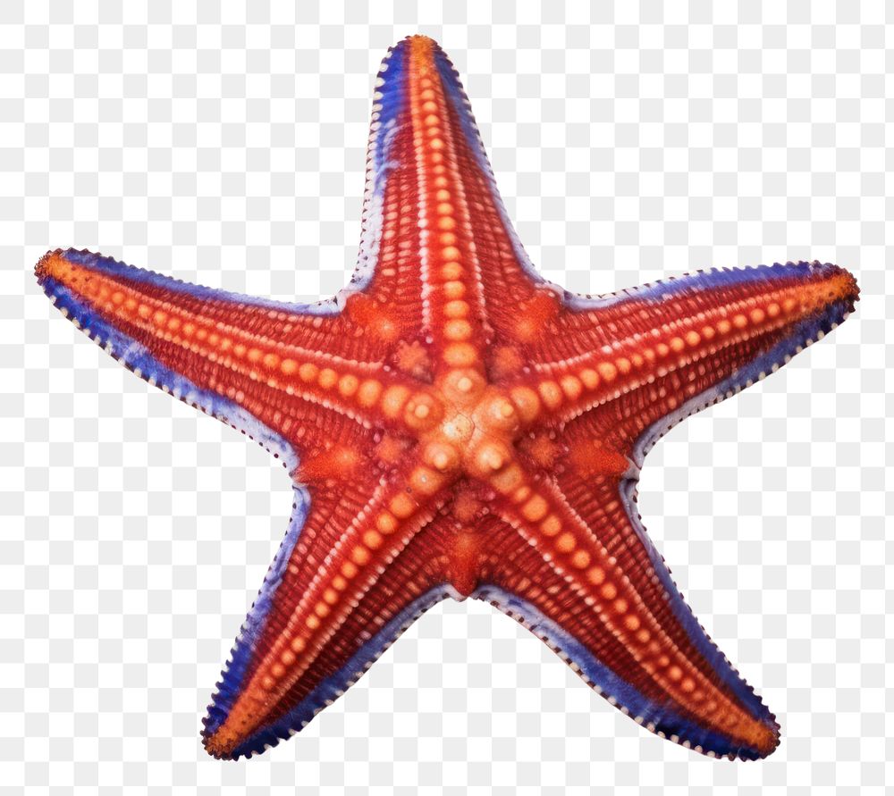 PNG Starfish sea white background invertebrate. AI generated Image by rawpixel.