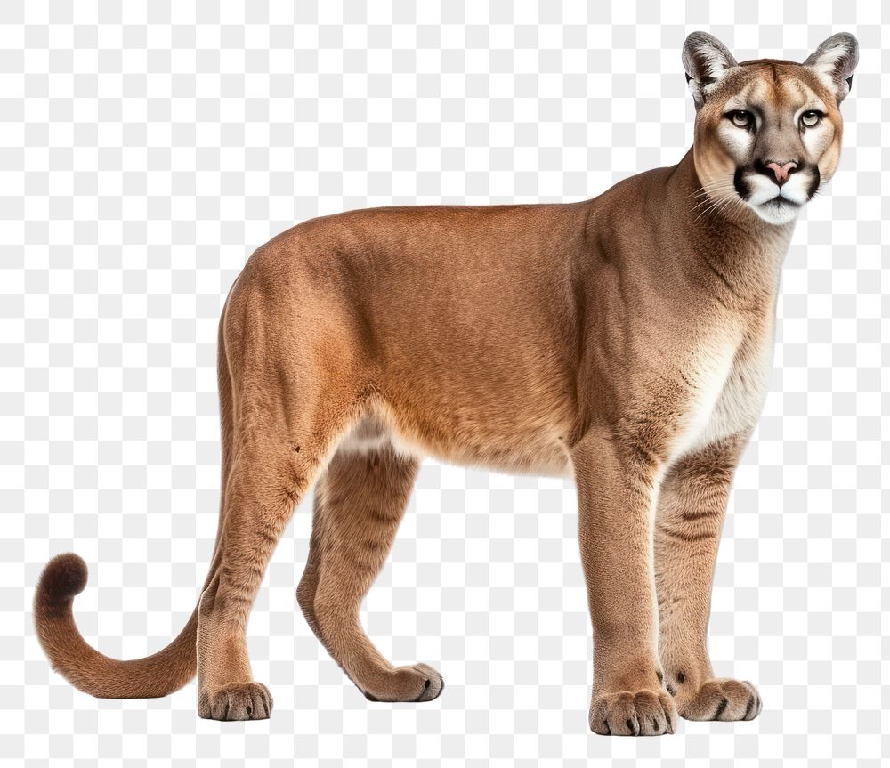 PNG Puma concolor wildlife animal mammal. AI generated Image by rawpixel.