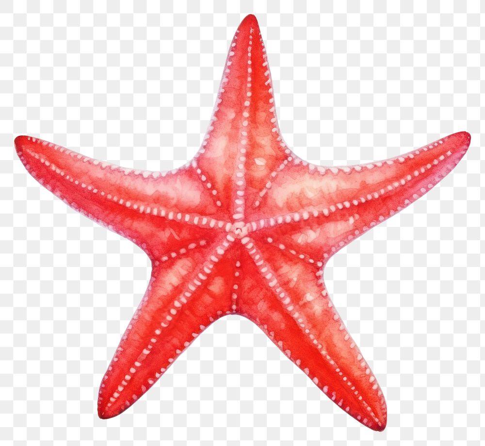 PNG Starfish invertebrate echinoderm cephalopod. 