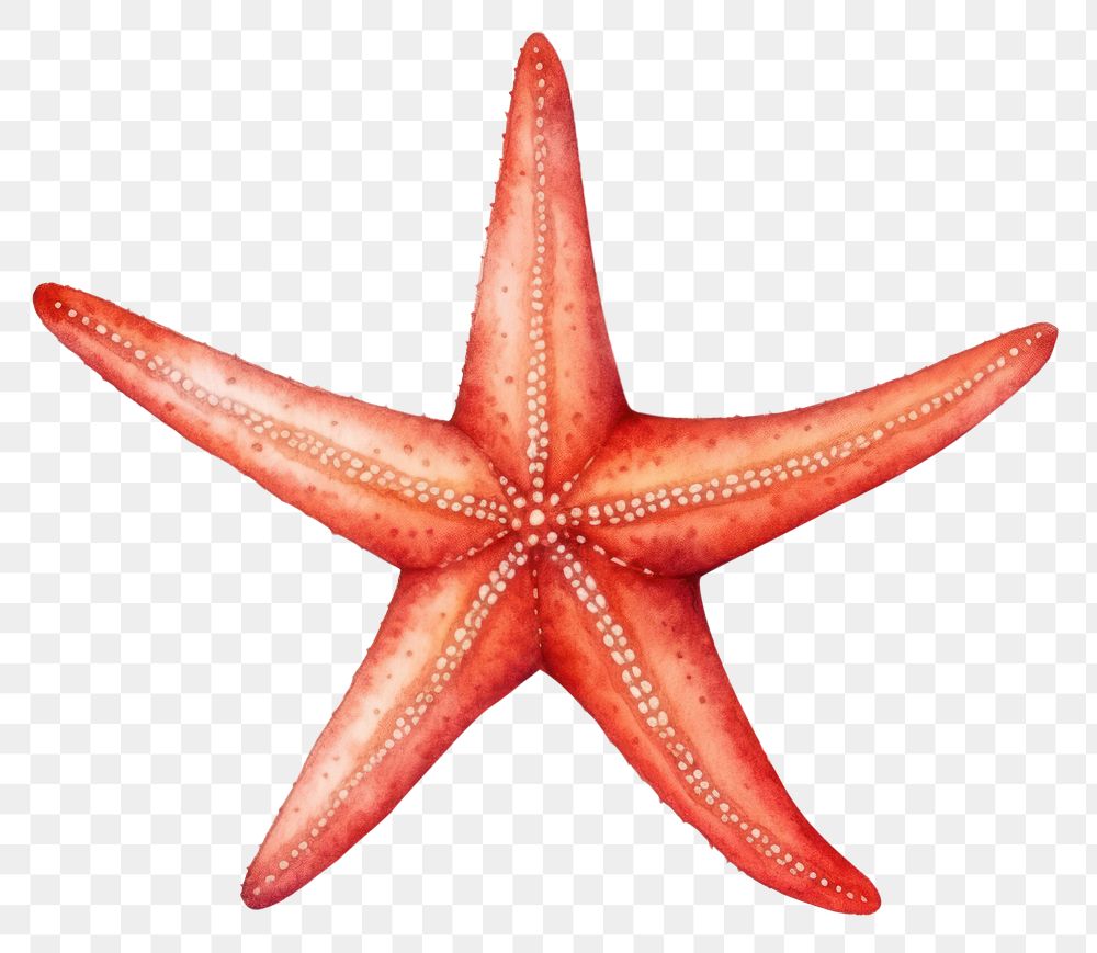 PNG Red starfish white background invertebrate echinoderm. AI generated Image by rawpixel.