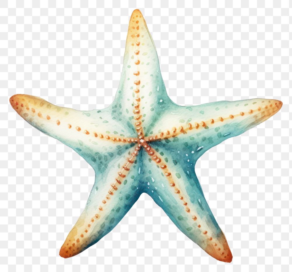 PNG Starfish animal invertebrate. 