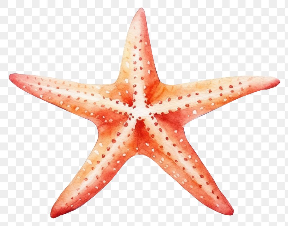 PNG Starfish invertebrate echinoderm. 