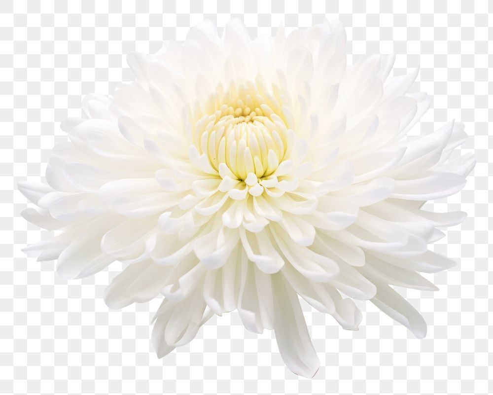 PNG Chrysanthemum chrysanths flower dahlia. 