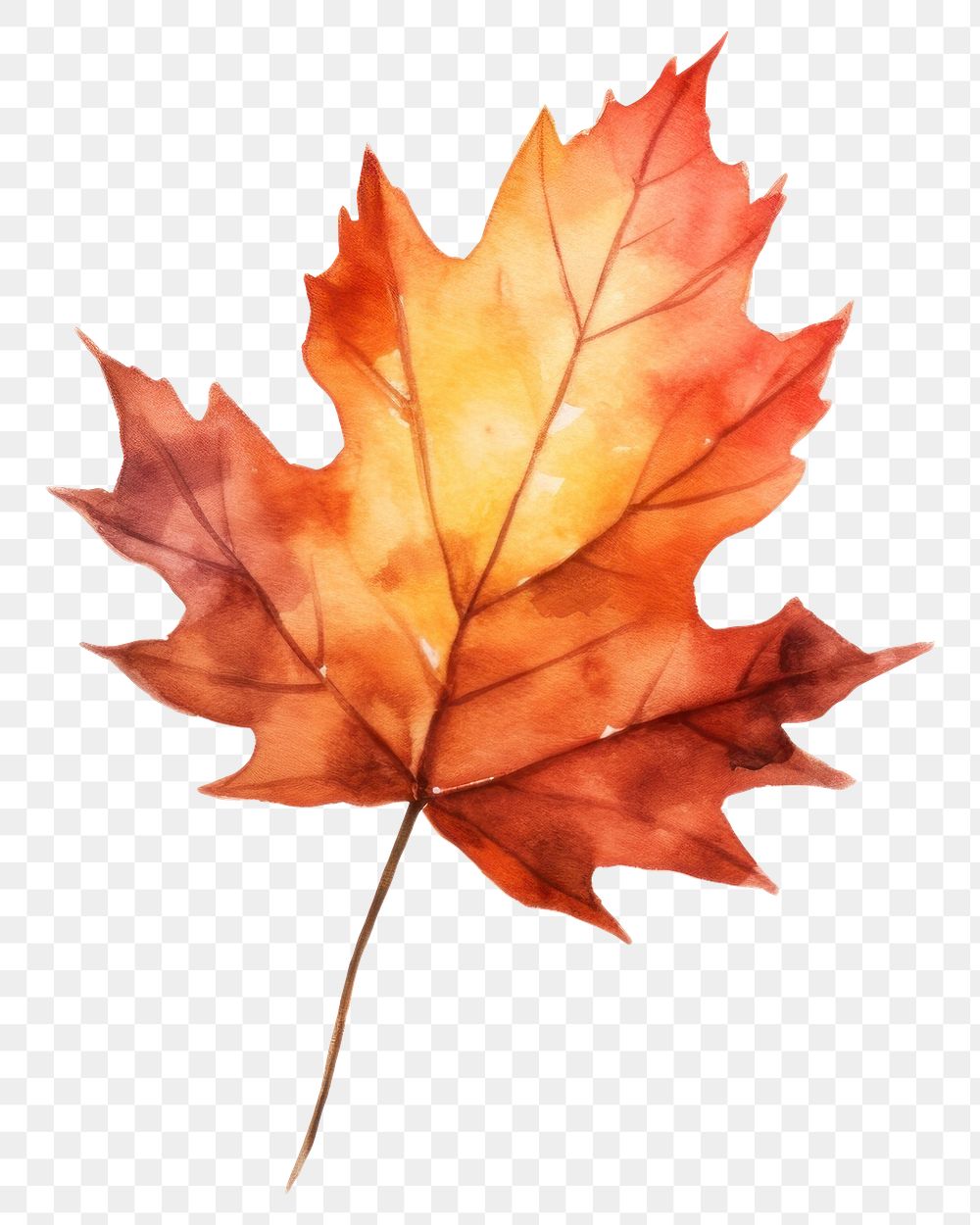 PNG Fall leaf maple plant tree. AI generated Image by rawpixel.