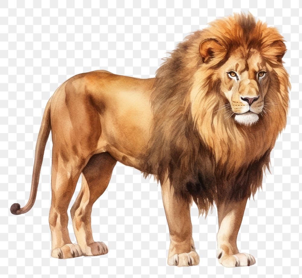 PNG Lion wildlife mammal animal. AI generated Image by rawpixel.