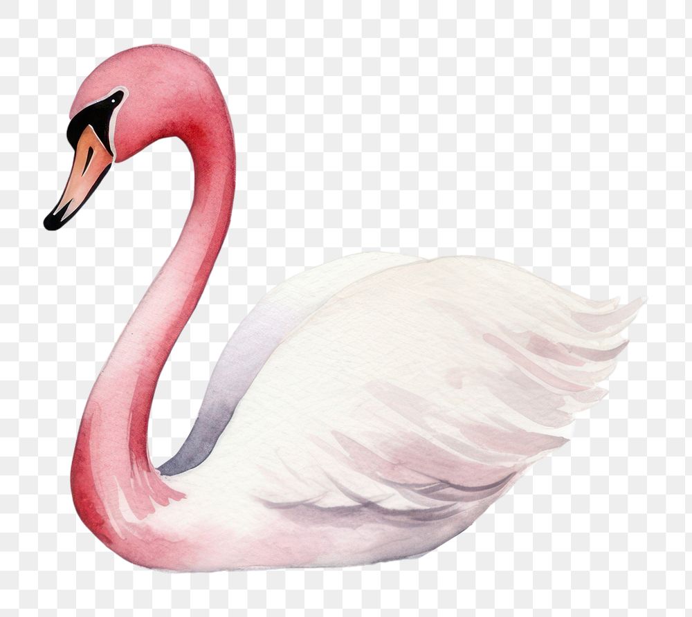 PNG Swans flamingo animal bird. 