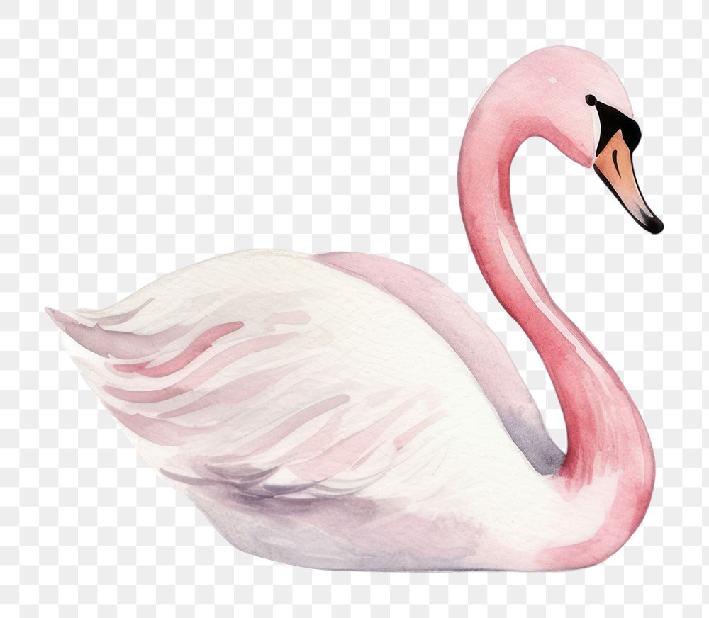 PNG Swans flamingo animal bird. 