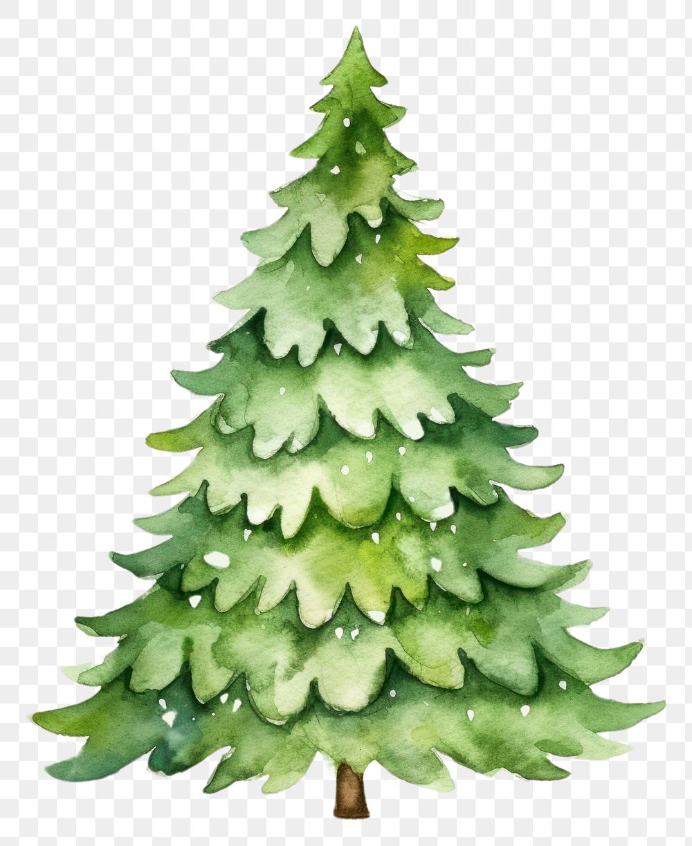 PNG Christmas tree plant white background celebration. 