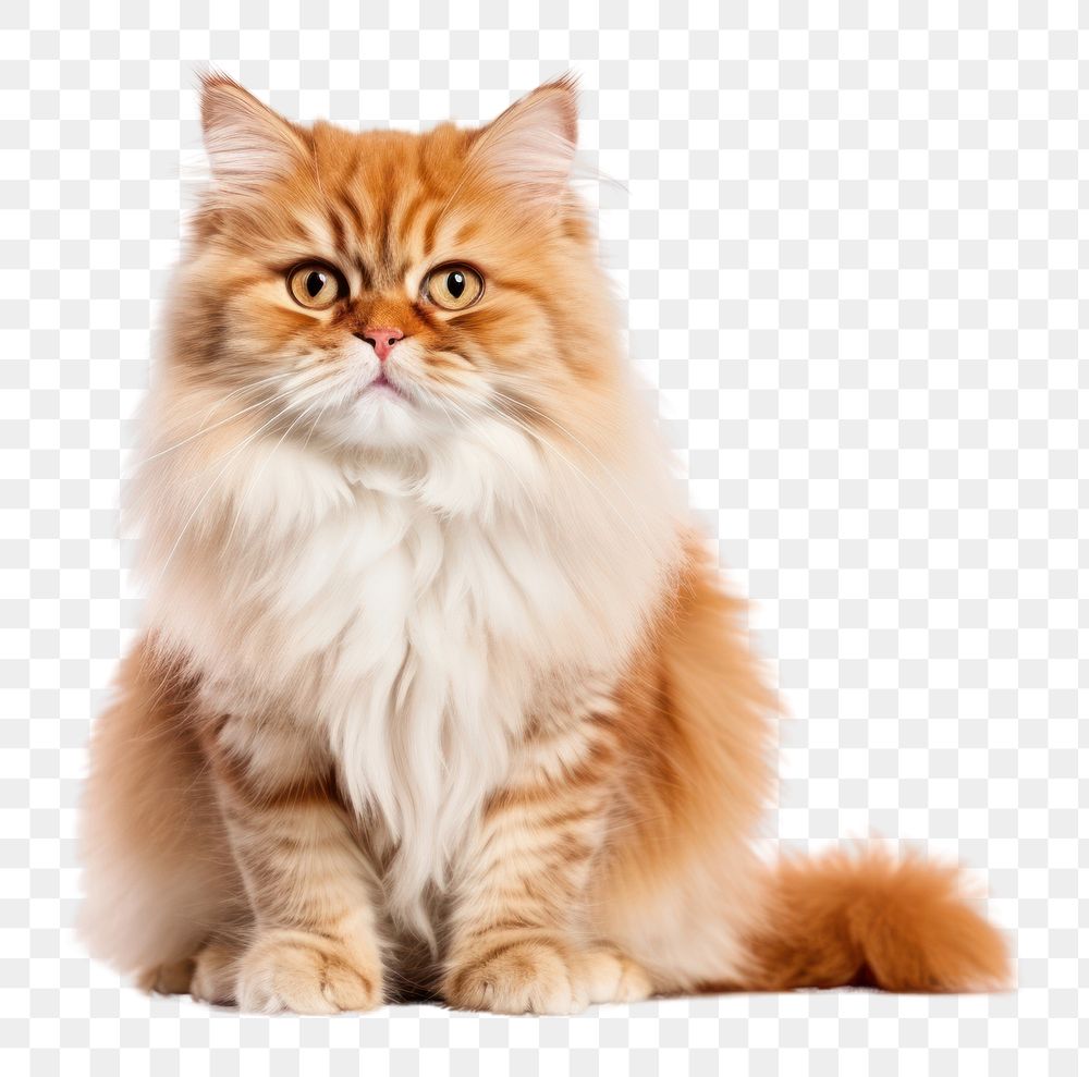 PNG  Cat mammal animal kitten. AI generated Image by rawpixel.