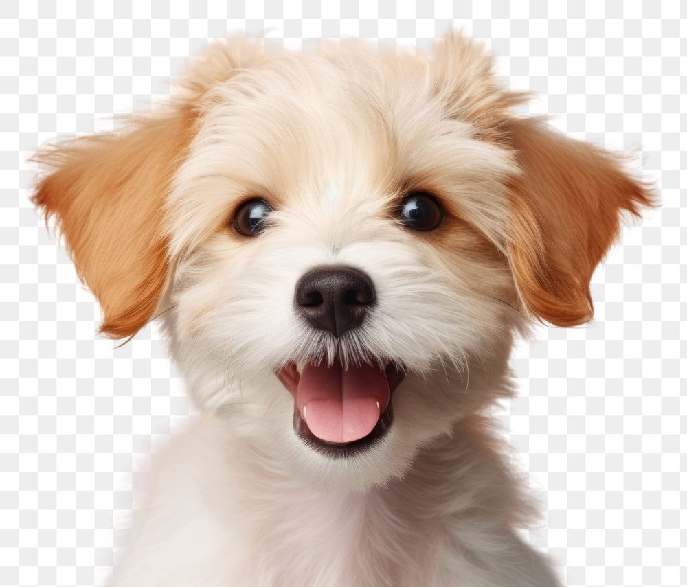 PNG  Cutest puppy portrait mammal animal AI generated Image by rawpixel
