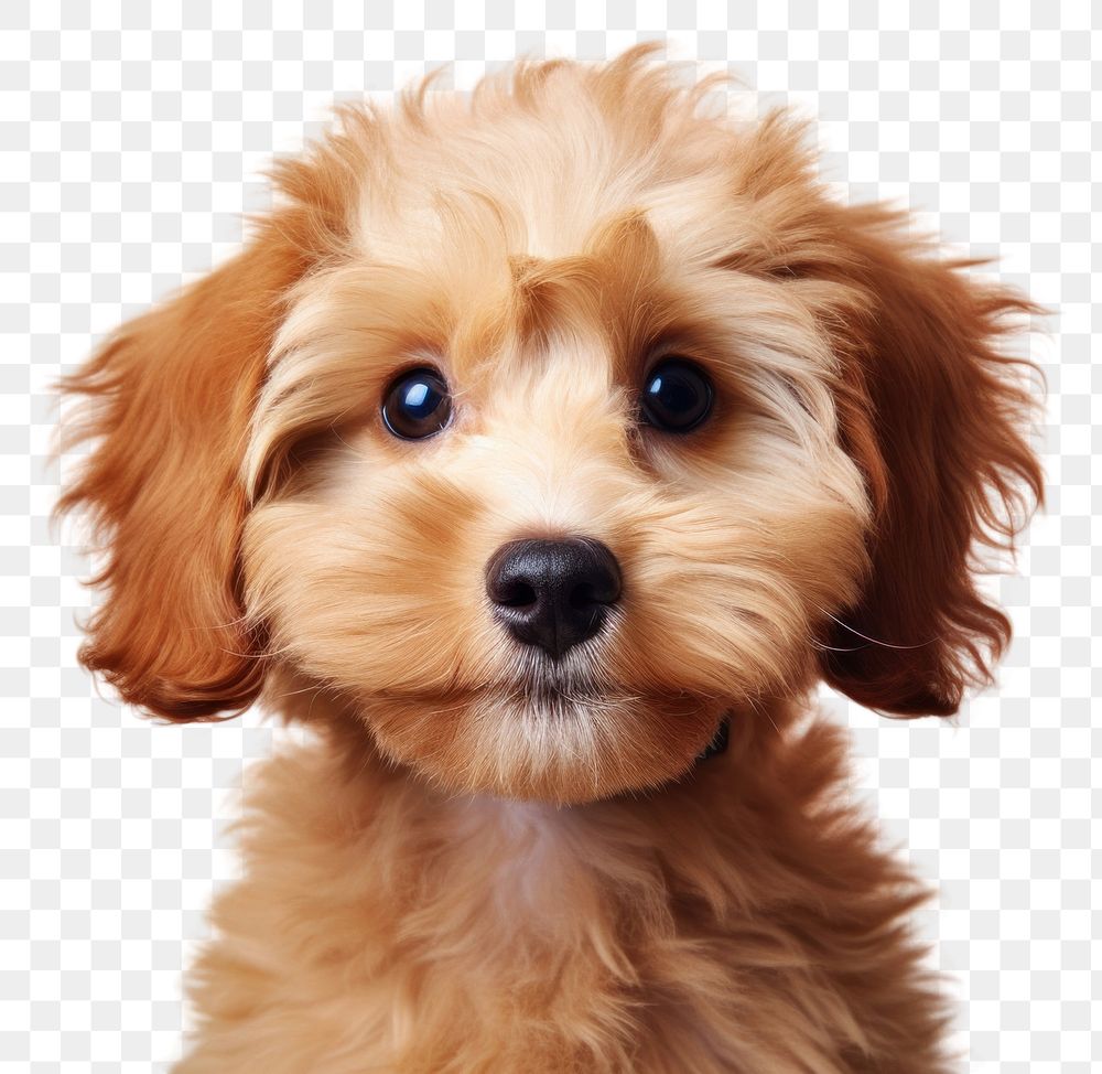 PNG  Cutest puppy portrait mammal animal. AI generated Image by rawpixel.