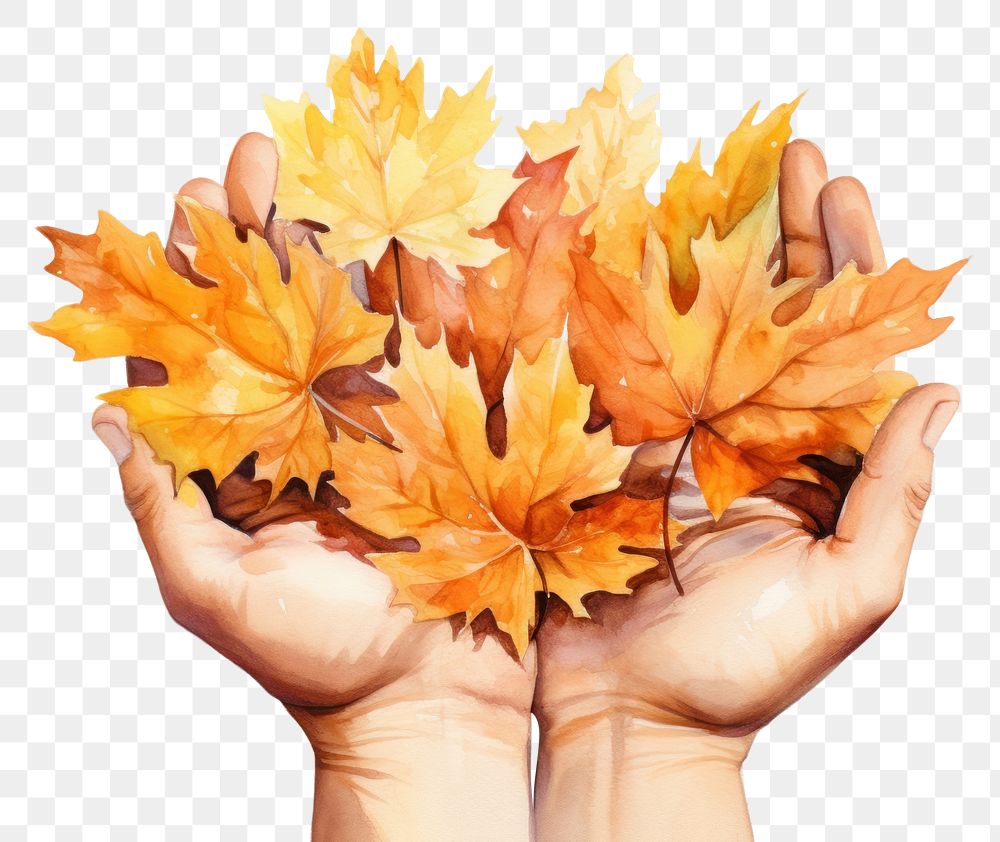 PNG Hand holding autumn leaves. AI generated Image by rawpixel.