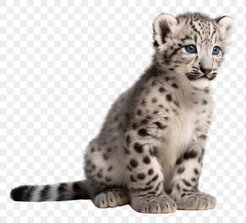 PNG Baby snow leopard wildlife cheetah animal. AI generated Image by rawpixel.