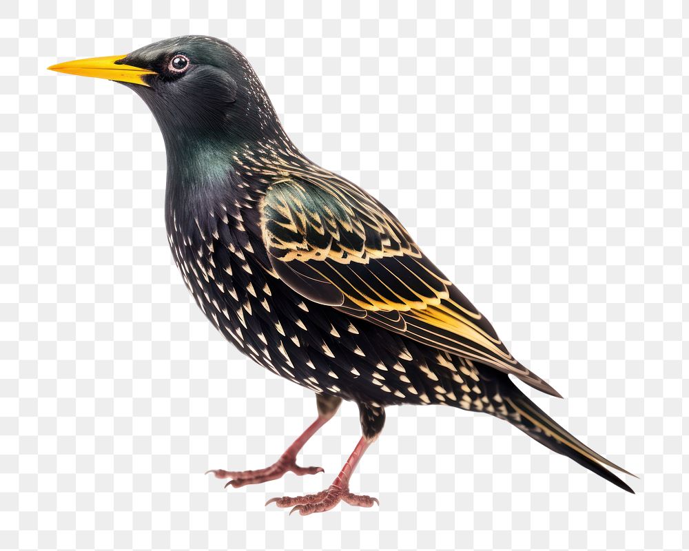 PNG European starling blackbird beak animal. AI generated Image by rawpixel.