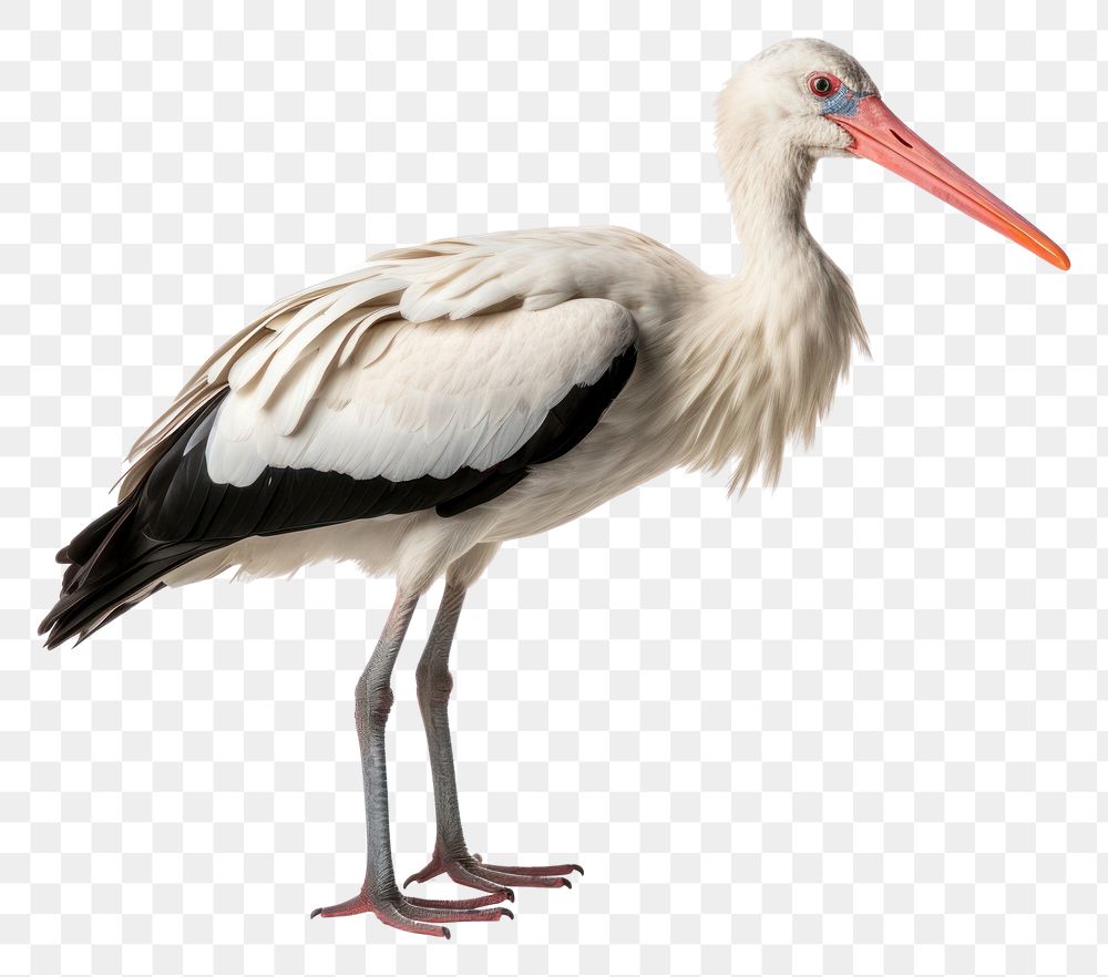 PNG White stork animal bird white background. AI generated Image by rawpixel.