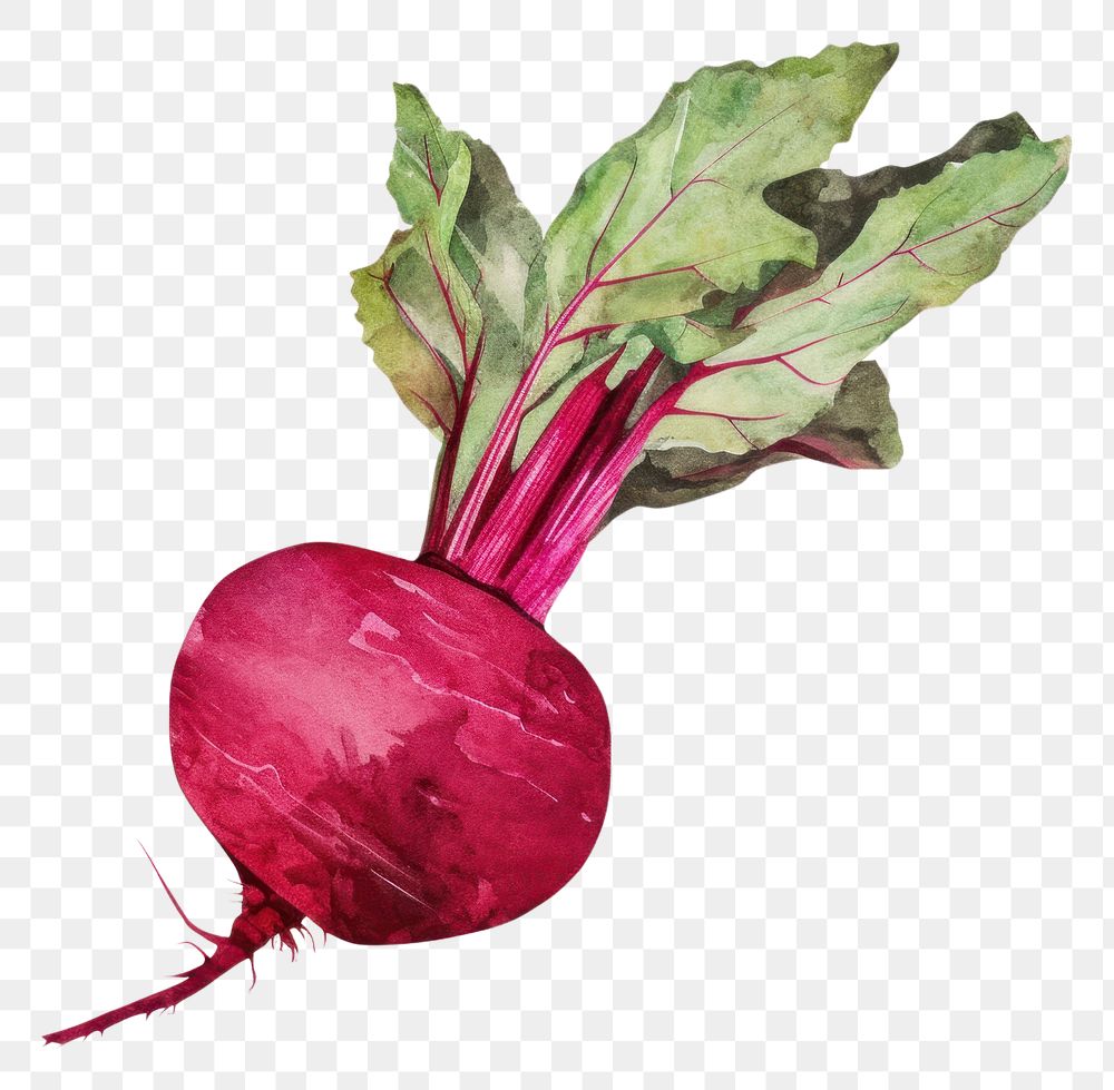 PNG Beetroots vegetable radish plant. AI generated Image by rawpixel.