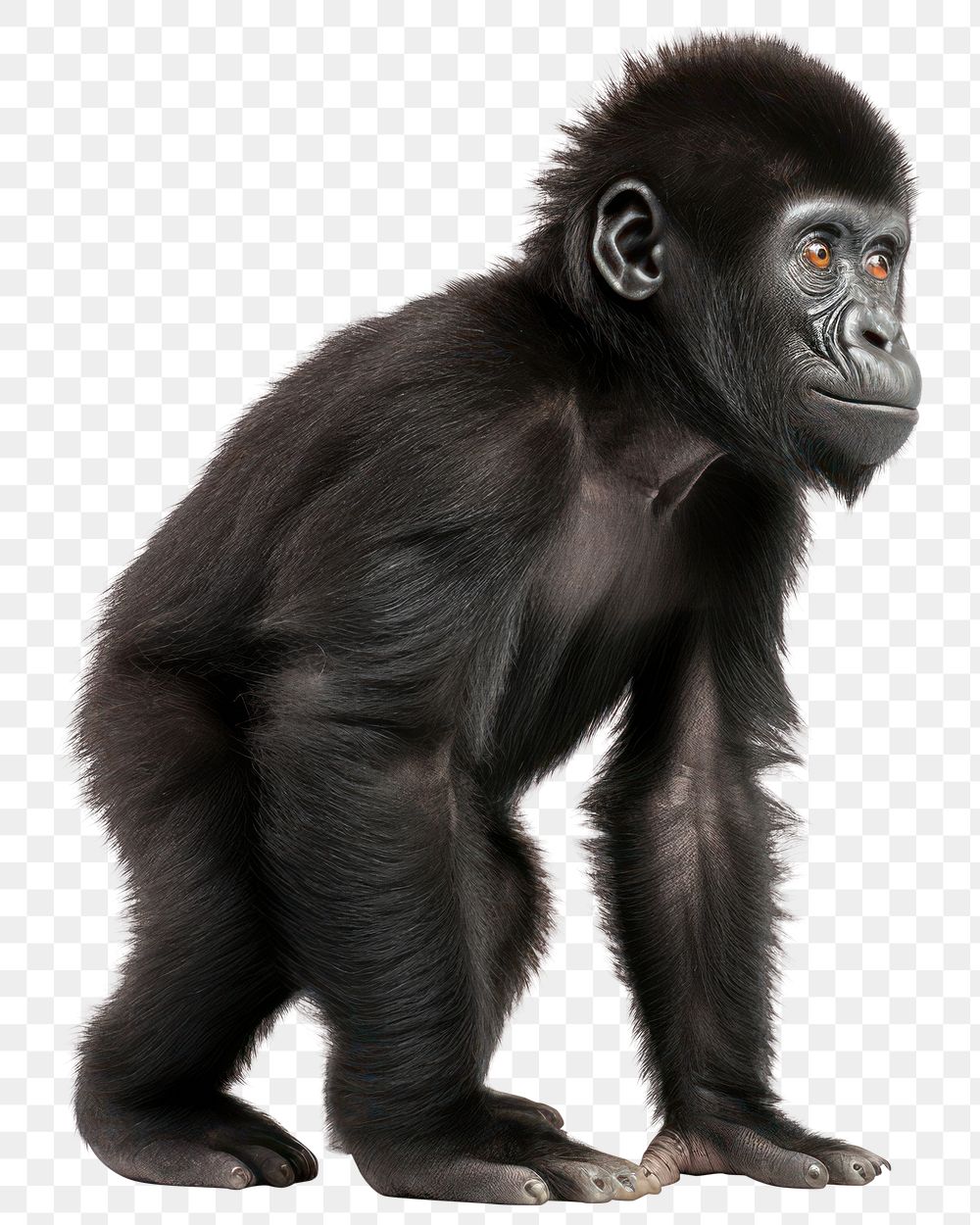 PNG Gorilla gorilla wildlife monkey