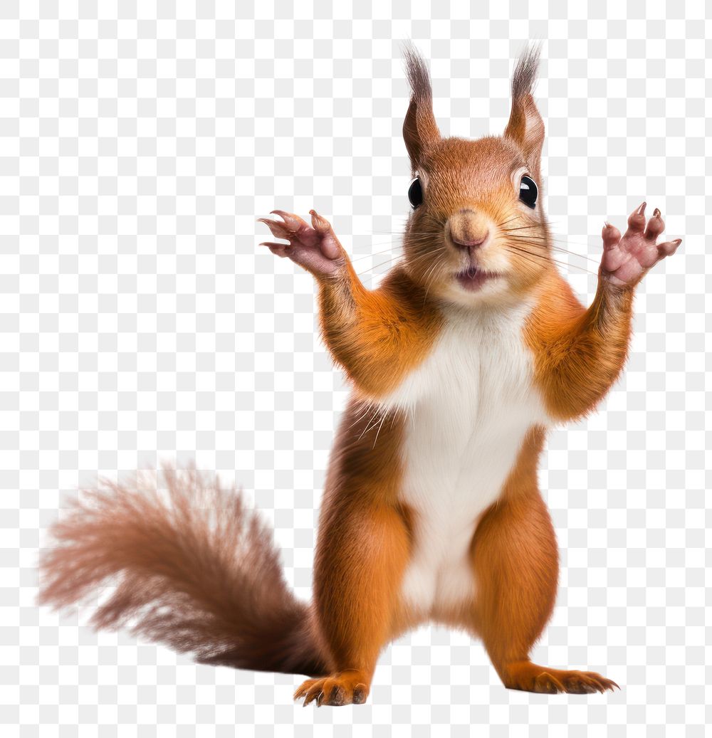 PNG Squirrel animal rodent mammal. AI generated Image by rawpixel.