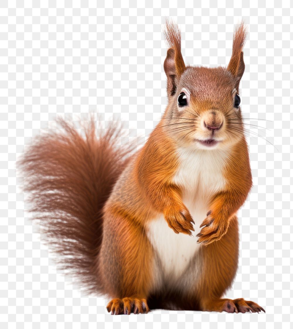 PNG Red squirrel animal rodent mammal. AI generated Image by rawpixel.