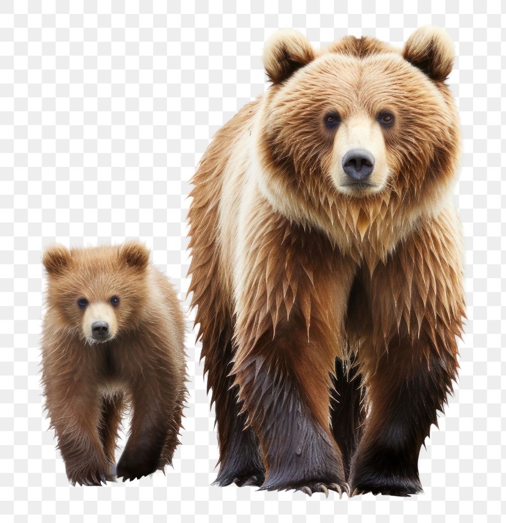 PNG Bear bear wildlife mammal. AI generated Image by rawpixel.