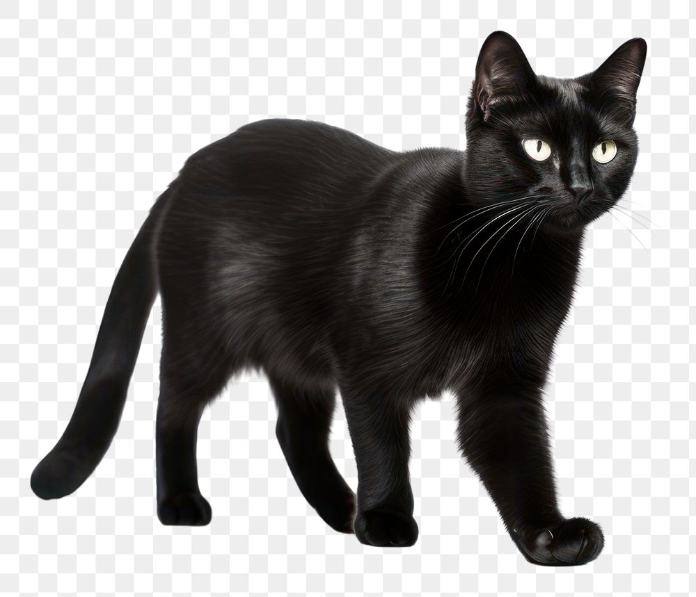 PNG Cat walking mammal animal black