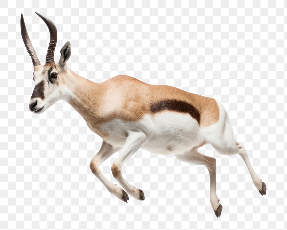 PNG Pronghorn wildlife animal mammal. AI generated Image by rawpixel.