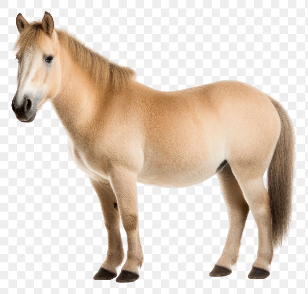 PNG Horse animal mammal white background. AI generated Image by rawpixel.