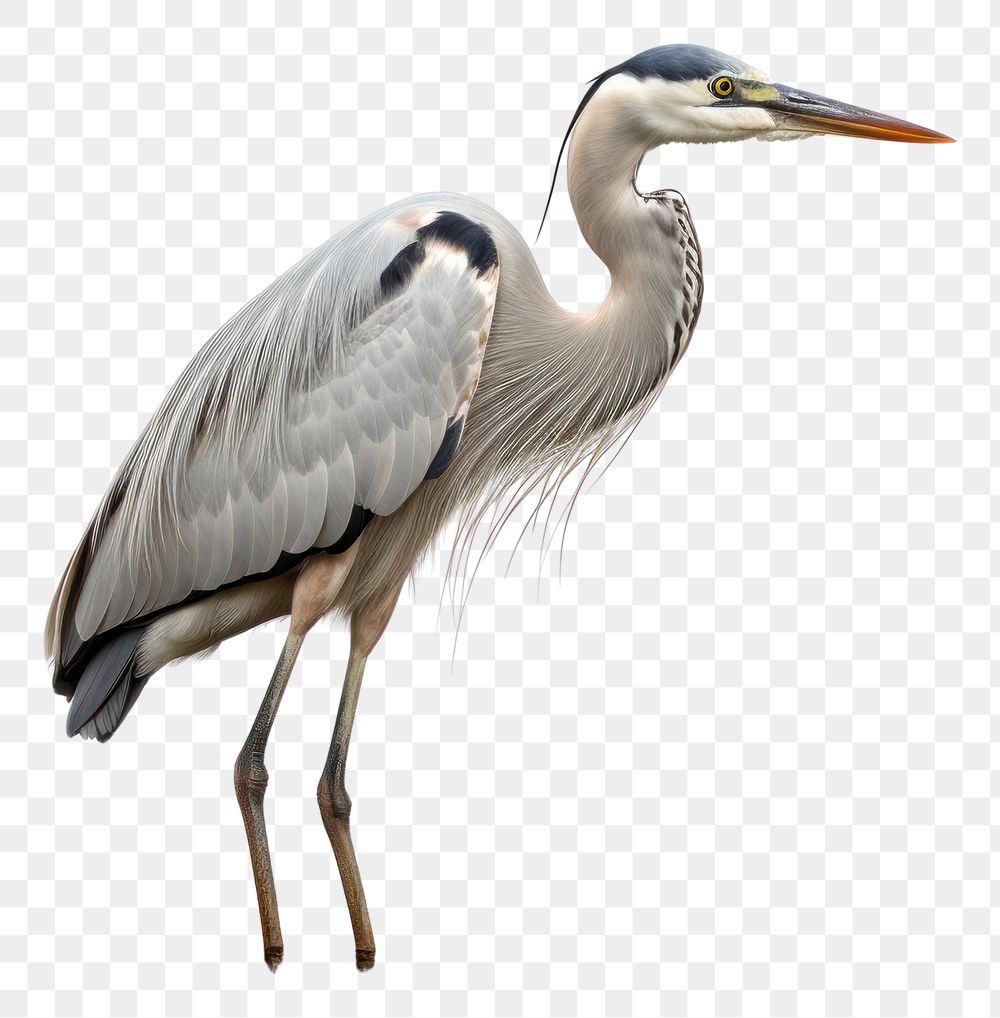 PNG River Heron heron animal. AI generated Image by rawpixel.