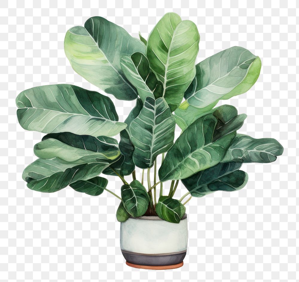 PNG Houseplant vase leaf flowerpot. AI generated Image by rawpixel.