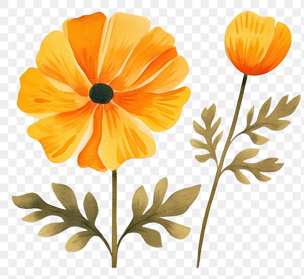 PNG  Flower poppy petal plant. AI generated Image by rawpixel.