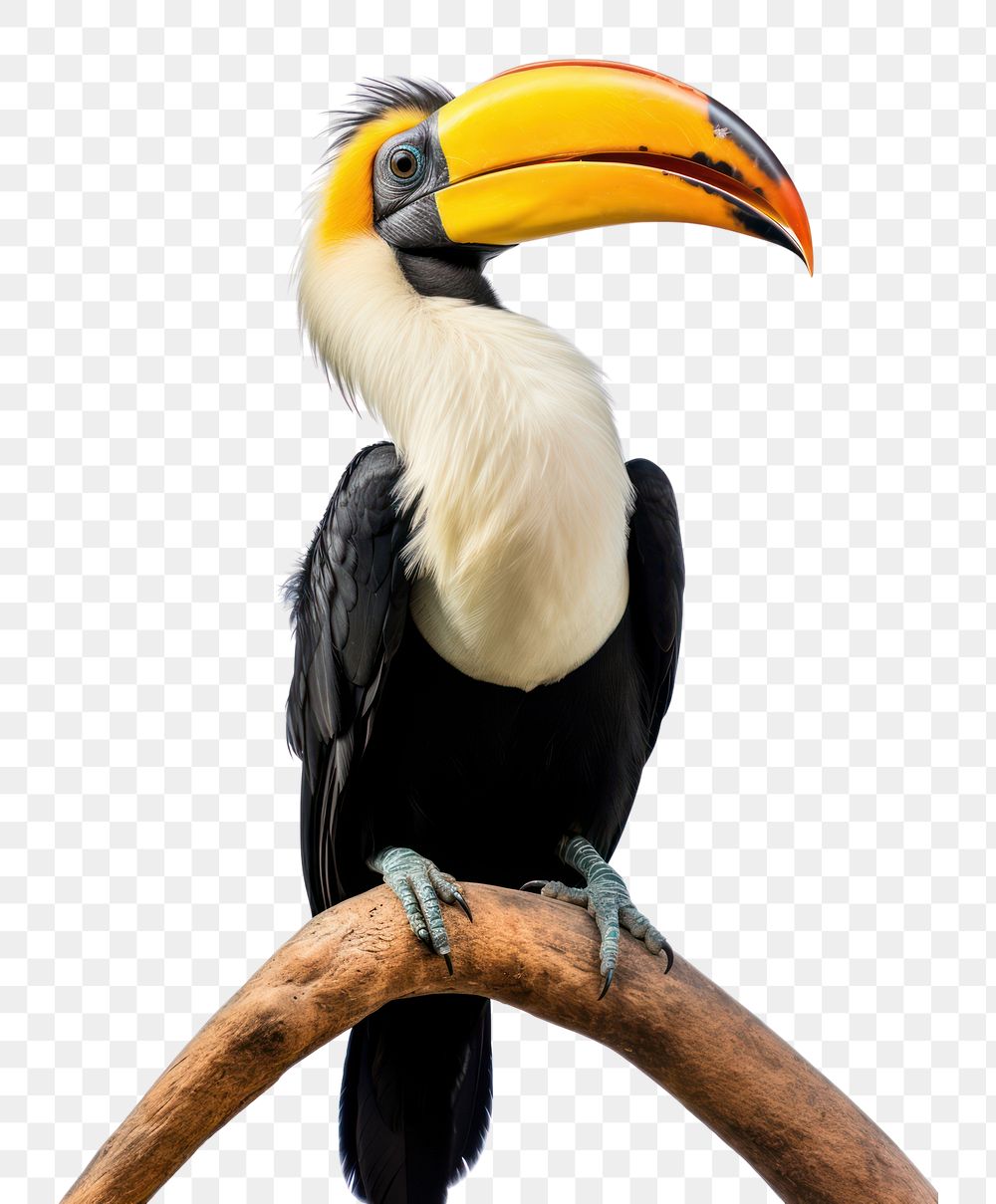 PNG A Great Hornbill animal toucan bird