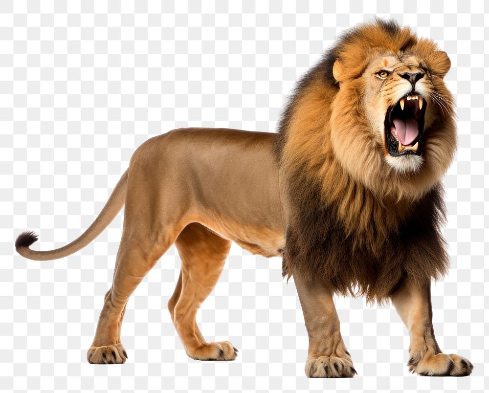 PNG Lion roar wildlife mammal animal. AI generated Image by rawpixel.