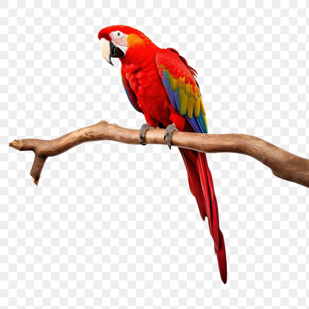 PNG Red parrot animal branch bird. AI generated Image by rawpixel.